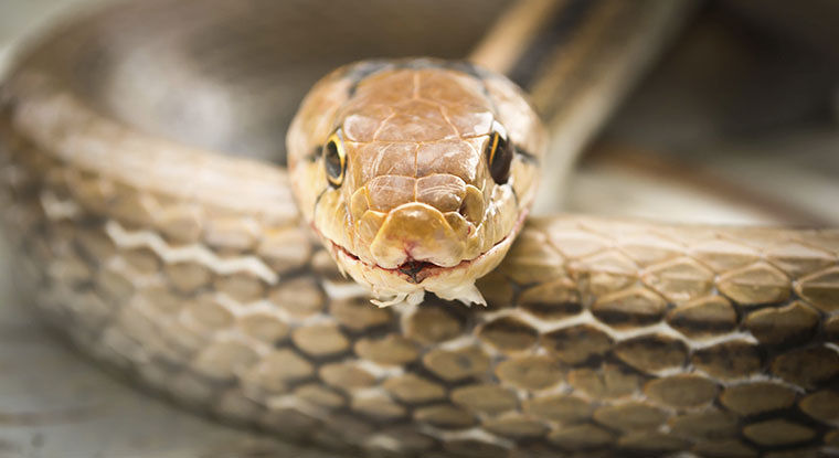 Venomous Reptiles